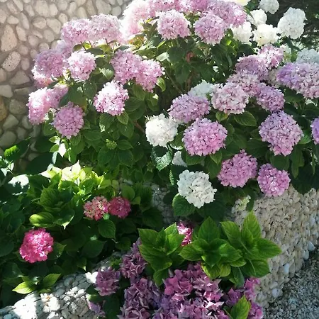Jasna *